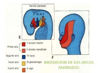  Se desarrollan a partir de la 4 semana por una proliferación de las Células de la Cresta Neural.