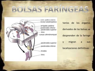 Los arcos faríngeos son 6 pares en total y se desarrollan a finales de la 4 semana, los 4 primeros.