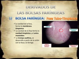 ARCOS FARÍNGEOSCada arco faríngeo se acompaña de las siguientes estructuras:ARTERIA 