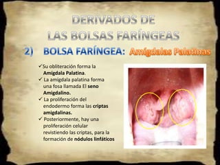 VÁSTAGO CARTILAGINOSO