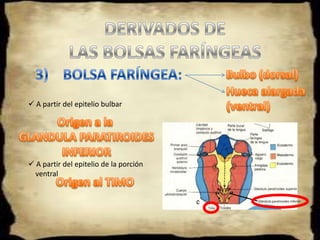 COMPONENTE MUSCULAR.