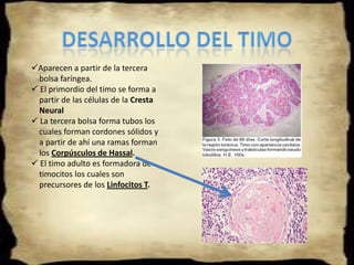 NERVIOS MOTORES Y SENSITIVOS.DERIVADOS DE LOS ARCOS FARÍNGEOSCartílago de MerkelARCO FARÍNGEO:  Implicado en el desarrollo del        oído – Extremo dorsal del        cartílago  Se derivan el Martillo, y el      yunque – Porción proximal        del cartílago Ligamiento anterior del      martillo y el ligamento   esfenomandibular– Parte       medial del cartílago.Se deriva el músculo de la       masticaciónEL PRIMER ARCO FARÍNGEO: Presenta dos prominencias: La Maxilar (en verde) y la Mandibular (en azul). Dorsalmente al primer arco, puede verse una elevación causada por el ganglio del nervio trigémino (en rosado), subyacente (sensitivo), que da inervación a la estructuras derivadas del primer arco. El Nervio Trigémino (V PC), inerva este arco