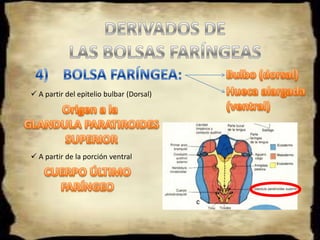 DERIVADOS DE LOS ARCOS FARÍNGEOSCartílago de Reichert2)    ARCO FARÍNGEO:  Implicado en el desarrollo del        oído   La osificación del cartílago de   Reichert origina: Estribo del      oído, Apófisis estiloides del      hueso temporal Permite el desarrollo del                   hueso Hiodes a partir del          extremo ventral del cartílago. Los músculos que se derivan           son : los del estribo, estilohiodeos, auricular y los     de la expresión facialEl Nervio Facial (VII PC), inerva este arco