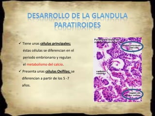 DERIVADOS DE LOS ARCOS FARÍNGEOS3)    ARCO FARÍNGEO:  La osificación de este        cartílago, permite la       formación de: Astas mayores,     Parte inferior del Hueso    hiodes.Se deriva el músculo     estilofaríngeo.El tercer arco faríngeo, se muestra, en el desarrollo posterior de la lenguaEl Nervio Glosofaríngeo (IX PC), inerva este arco