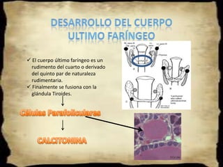 DERIVADOS DE LOS ARCOS FARÍNGEOS4Y 6) ARCO FARÍNGEO:  La fusión de ambos permite       formar: Cartílago de la          laringe, expecto la epiglotis.La epiglotis se forma a partir     del Mesénquima de la    eminencia hipofaríngea,    derivada de los arcos faríngeos    tercero y cuarto.Los músculos derivados son el    cricoideo, el elevador del velo    del paladar, y del sexto los   músculos intrínsecos de la   faringeEl cuarto arco faríngeo que se muestra, contribuye a formar la epiglotisEl Nervio Vago (X PC), inerva este arco