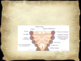 DERIVADOS DE LAS BOLSAS FARÍNGEAS2)    BOLSA FARÍNGEA:Amígdalas PalatinasSu obliteración forma la      Amígdala Palatina.La amígdala palatina forma      una fosa llamada El seno      Amigdalino. La proliferación del      endodermo forma las criptas      amigdalinas.Posteriormente, hay una     proliferación celular       revistiendo las criptas, para la      formación de nódulos linfáticos