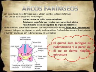	SURCOS (HENDIDURAS) FARÍNGEOS 