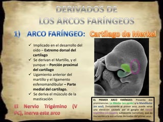 ARCOS FARÍNGEOS