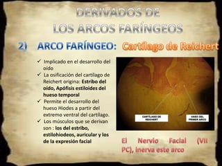 ARCOS FARÍNGEOS Son estructuras mesodérmicas que se ubican a ambos lados de la faringe.