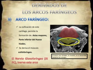 Cada uno de estos arcos esta formado por: