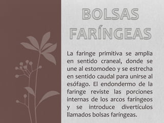 La faringe primitiva se amplia
en sentido craneal, donde se
une al estomodeo y se estrecha
en sentido caudal para unirse al
esófago. El endondermo de la
faringe reviste las porciones
internas de los arcos faríngeos
y se introduce divertículos
llamados bolsas faríngeas.
 