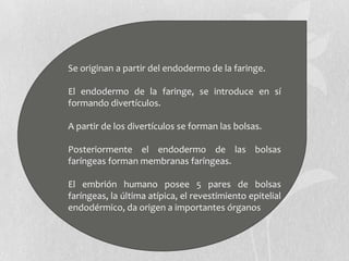 Se originan a partir del endodermo de la faringe.

El endodermo de la faringe, se introduce en sí
formando divertículos.

A partir de los divertículos se forman las bolsas.

Posteriormente el endodermo de las bolsas
faríngeas forman membranas faríngeas.

El embrión humano posee 5 pares de bolsas
faríngeas, la última atípica, el revestimiento epitelial
endodérmico, da origen a importantes órganos
 