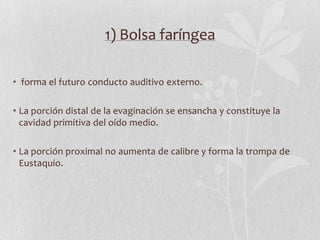 1) Bolsa faríngea

• forma el futuro conducto auditivo externo.

• La porción distal de la evaginación se ensancha y constituye la
  cavidad primitiva del oído medio.

• La porción proximal no aumenta de calibre y forma la trompa de
  Eustaquio.
 