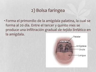 2) Bolsa faríngea

• Forma el primordio de la amígdala palatina, la cual se
  forma al 20 día. Entre el tercer y quinto mes se
  produce una infiltración gradual de tejido linfático en
  la amígdala.
 