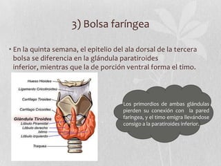 3) Bolsa faríngea

• En la quinta semana, el epitelio del ala dorsal de la tercera
  bolsa se diferencia en la glándula paratiroides
  inferior, mientras que la de porción ventral forma el timo.



                                      Los primordios de ambas glándulas
                                      pierden su conexión con la pared
                                      faríngea, y el timo emigra llevándose
                                      consigo a la paratiroides inferior.
 