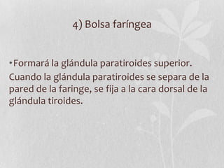 4) Bolsa faríngea


•Formará la glándula paratiroides superior.
Cuando la glándula paratiroides se separa de la
pared de la faringe, se fija a la cara dorsal de la
glándula tiroides.
 