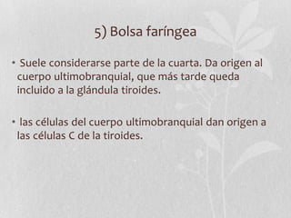 5) Bolsa faríngea

• Suele considerarse parte de la cuarta. Da origen al
 cuerpo ultimobranquial, que más tarde queda
 incluido a la glándula tiroides.

• las células del cuerpo ultimobranquial dan origen a
 las células C de la tiroides.
 