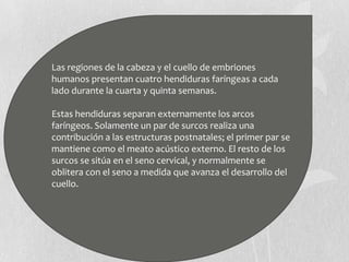 Las regiones de la cabeza y el cuello de embriones
humanos presentan cuatro hendiduras faríngeas a cada
lado durante la cuarta y quinta semanas.

Estas hendiduras separan externamente los arcos
faríngeos. Solamente un par de surcos realiza una
contribución a las estructuras postnatales; el primer par se
mantiene como el meato acústico externo. El resto de los
surcos se sitúa en el seno cervical, y normalmente se
oblitera con el seno a medida que avanza el desarrollo del
cuello.
 