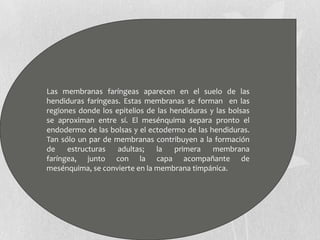 Las membranas faríngeas aparecen en el suelo de las
hendiduras faríngeas. Estas membranas se forman en las
regiones donde los epitelios de las hendiduras y las bolsas
se aproximan entre sí. El mesénquima separa pronto el
endodermo de las bolsas y el ectodermo de las hendiduras.
Tan sólo un par de membranas contribuyen a la formación
de    estructuras   adultas;    la   primera    membrana
faríngea, junto con la capa acompañante de
mesénquima, se convierte en la membrana timpánica.
 