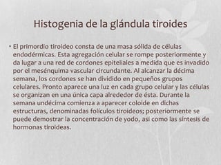 Histogenia de la glándula tiroides
• El primordio tiroideo consta de una masa sólida de células
  endodérmicas. Esta agregación celular se rompe posteriormente y
  da lugar a una red de cordones epiteliales a medida que es invadido
  por el mesénquima vascular circundante. Al alcanzar la décima
  semana, los cordones se han dividido en pequeños grupos
  celulares. Pronto aparece una luz en cada grupo celular y las células
  se organizan en una única capa alrededor de ésta. Durante la
  semana undécima comienza a aparecer coloide en dichas
  estructuras, denominadas folículos tiroideos; posteriormente se
  puede demostrar la concentración de yodo, asi como las síntesis de
  hormonas tiroideas.
 