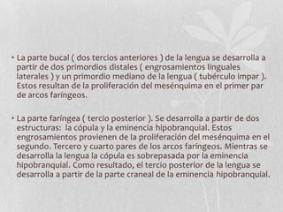 • La parte bucal ( dos tercios anteriores ) de la lengua se desarrolla a
  partir de dos primordios distales ( engrosamientos linguales
  laterales ) y un primordio mediano de la lengua ( tubérculo impar ).
  Estos resultan de la proliferación del mesénquima en el primer par
  de arcos faríngeos.

• La parte faríngea ( tercio posterior ). Se desarrolla a partir de dos
  estructuras: la cópula y la eminencia hipobranquial. Estos
  engrosamientos provienen de la proliferación del mesénquima en el
  segundo. Tercero y cuarto pares de los arcos faríngeos. Mientras se
  desarrolla la lengua la cópula es sobrepasada por la eminencia
  hipobranquial. Como resultado, el tercio posterior de la lengua se
  desarrolla a partir de la parte craneal de la eminencia hipobranquial.
 