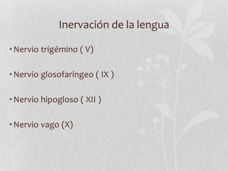 Inervación de la lengua

• Nervio trigémino ( V)

• Nervio glosofaríngeo ( IX )

• Nervio hipogloso ( XII )

• Nervio vago (X)
 