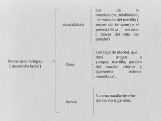 Los          de         la
                                       masticación, milohioideo,
                                        el músculo del martillo (
                         musculatura   tensor del tímpano) y el
                                       periestafilino   externo
                                       ( tensor del velo del
                                       paladar)


                                       Cartílago de Meckel, que
                                       dará        origen       a
Primer arco faríngeo                   yunque, martillo, porción
 ( desarrollo facial )    Óseo
                                       del maxilar inferior y
                                       ligamento          esfeno-
                                       mandibular.



                                       V. rama maxilar inferior
                          Nervio       del nervio trigémino.
 