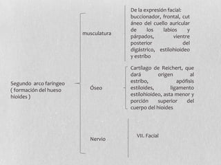 De la expresión facial:
                                      buccionador, frontal, cut
                                      áneo del cuello auricular
                                      de      los   labios      y
                        musculatura
                                      párpados,          vientre
                                      posterior               del
                                      digástrico, estilohioideo
                                      y estribo

                                      Cartílago de Reichert, que
                                      dará        origen         al
Segundo arco faríngeo                 estribo,             apófisis
( formación del hueso     Óseo        estiloides,       ligamento
hioides )                             estilohioideo, asta menor y
                                      porción     superior     del
                                      cuerpo del hioides




                                        VII. Facial
                          Nervio
 
