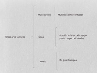 musculatura   Músculos estilofaríngeos




                                      Porción inferior del cuerpo
Tercer arco faríngeo   Óseo
                                      y asta mayor del hioides




                                      IX. glosofaríngeo
                        Nervio
 