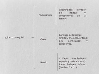 Cricotiroideo, elevador
                                   del        paladar    y
                     musculatura   constrictores     de la
                                   faringe.




                                   Cartílago de la laringe:
4,6 arco branquial                 Tiroides, cricoides, aritenoi
                      Óseo
                                   des,     corniculados       y
                                   cuneiforme.




                                   X. Vago : rama laríngea
                      Nervio       superior ( hacia el 4 arco)
                                   Rama laríngea inferior
                                   ( hacia el 6 arco ).
 