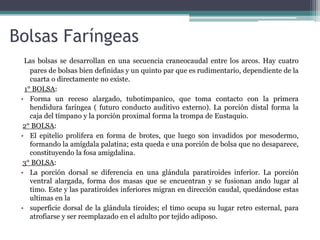 Bolsas Faríngeas
  Las bolsas se desarrollan en una secuencia craneocaudal entre los arcos. Hay cuatro
    pares de bolsas bien definidas y un quinto par que es rudimentario, dependiente de la
    cuarta o directamente no existe.
  1° BOLSA:
 • Forma un receso alargado, tubotimpanico, que toma contacto con la primera
    hendidura faringea ( futuro conducto auditivo externo). La porción distal forma la
    caja del tímpano y la porción proximal forma la trompa de Eustaquio.
  2° BOLSA:
 • El epitelio prolifera en forma de brotes, que luego son invadidos por mesodermo,
    formando la amígdala palatina; esta queda e una porción de bolsa que no desaparece,
    constituyendo la fosa amigdalina.
  3° BOLSA:
 • La porción dorsal se diferencia en una glándula paratiroides inferior. La porción
    ventral alargada, forma dos masas que se encuentran y se fusionan ando lugar al
    timo. Este y las paratiroides inferiores migran en dirección caudal, quedándose estas
    ultimas en la
 • superficie dorsal de la glándula tiroides; el timo ocupa su lugar retro esternal, para
    atrofiarse y ser reemplazado en el adulto por tejido adiposo.
 