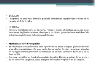 • 4° BOLSA:
• El epitelio de esta bolsa forma la glándula paratiroides superior que se ubica en la
  cara dorsal de la tiroides.

•    5° BOLSA:
•    Se suele considerar parte de la cuarta. Forma el cuerpo ultimobranquial, que luego
    incluido en la glándula tiroides, da origen a las células parafoliculares o células C de
    la tiroides, secretoras de la hormona calcitonina.



• Malformaciones branquiales
• El complicado desarrollo de la cara a partir de los arcos faríngeos produce muchas
  anomalías craneofaciales. De igual modo, las anomalías de estas estructuras situadas
  en la región cervical provocan la formación de quistes anormales laterales y de la
  línea media.
• Son muy conocidos los Quistes branquiales laterales, Fístulas y quistes de los senos y
  de los conductos tiroglosos, como ejemplos de defectos congénitos en esta región.
 