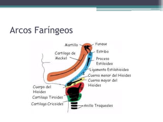 Arcos Faríngeos
 