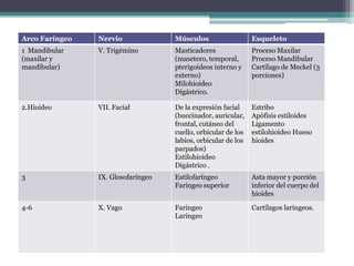 Arco Faríngeo   Nervio              Músculos                   Esqueleto
1 Mandibular    V. Trigémino        Masticadores               Proceso Maxilar
(maxilar y                          (masetero, temporal,       Proceso Mandibular
mandibular)                         pterigoideos interno y     Cartílago de Meckel (3
                                    externo)                   porciones)
                                    Milohioideo
                                    Digástrico.

2.Hioideo       VII. Facial         De la expresión facial     Estribo
                                    (buccinador, auricular,    Apófisis estiloides
                                    frontal, cutáneo del       Ligamento
                                    cuello, orbicular de los   estilohioideo Hueso
                                    labios, orbicular de los   hioides
                                    parpados)
                                    Estilohioideo
                                    Digástrico .
3               IX. Glosofaríngeo   Estilofaríngeo             Asta mayor y porción
                                    Faríngeo superior          inferior del cuerpo del
                                                               hioides

4-6             X. Vago             Faríngeo                   Cartílagos laríngeos.
                                    Laríngeo
 