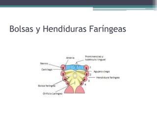 Bolsas y Hendiduras Faríngeas
 