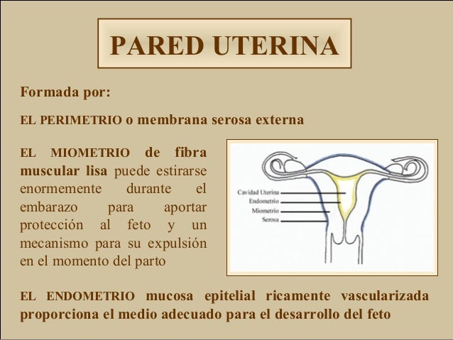 Aparato femenino.ppt diapo