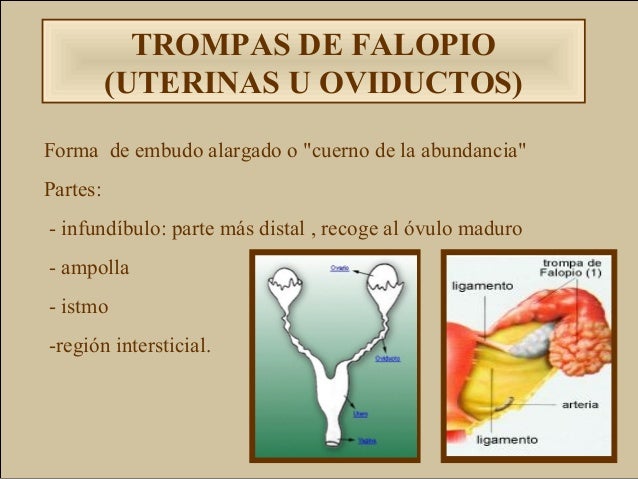 Aparato femenino.ppt diapo