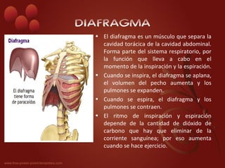 DIAFRAGMA
  • El diafragma es un músculo que separa la
    cavidad torácica de la cavidad abdominal.
    Forma parte del sistema respiratorio, por
    la función que lleva a cabo en el
    momento de la inspiración y la espiración.
  • Cuando se inspira, el diafragma se aplana,
    el volumen del pecho aumenta y los
    pulmones se expanden.
  • Cuando se espira, el diafragma y los
    pulmones se contraen.
  • El ritmo de inspiración y espiración
    depende de la cantidad de dióxido de
    carbono que hay que eliminar de la
    corriente sanguínea; por eso aumenta
    cuando se hace ejercicio.
 