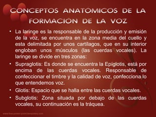 CONCEPTOS ANATÓMICOS DE LA
   FORMACIÓN DE LA VOZ
• La laringe es la responsable de la producción y emisión
  de la voz, se encuentra en la zona media del cuello y
  esta delimitada por unos cartílagos, que en su interior
  engloban unos músculos (las cuerdas vocales). La
  laringe se divide en tres zonas:
• Supraglotis: Es donde se encuentra la Epíglotis, está por
  encima de las cuerdas vocales. Responsable de
  confeccionar el timbre y la calidad de voz, confecciona lo
  que entendemos voz.
• Glotis: Espacio que se halla entre las cuerdas vocales.
• Subglotis: Zona situada por debajo de las cuerdas
  vocales, su continuación es la tráquea.
 
