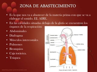 • Es la que nos va a abastecer de la materia prima con que se va a
  elaborar el sonido. EL AIRE.
• En las cavidades situadas debajo de la glotis se encuentran los
  órganos de la respiración:
• Abdominales
• Diafragma
• Músculos intercostales
• Pulmones
• Bronquios
• Caja torácica.
• Tráquea
 