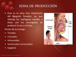 • Ésta es la zona mas importante
  del aparato fonador, ya que
  alberga los repliegues vocales, y
  éstos son los encargados de
  producir la voz y el tono.
Partes de la Laringe:
• Tiroides
• Cricoides
• Aritenoides
• Ventrículos corniculados
• Epíglotis
 