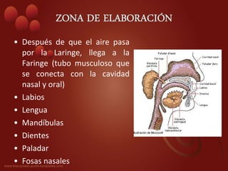 • Después de que el aire pasa
  por la Laringe, llega a la
  Faringe (tubo musculoso que
  se conecta con la cavidad
  nasal y oral)
• Labios
• Lengua
• Mandíbulas
• Dientes
• Paladar
• Fosas nasales
 
