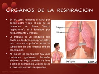 ÓRGANOS DE LA RESPIRACIÓN
• En los seres humanos el canal por
  donde entra y sale el aire de los
  pulmones       se    llama    “tracto
  respiratorio”; está formado por
  nariz, garganta y tráquea.
• La tráquea es un conducto que
  divide en dos bronquios principales,
  uno para cada pulmón; éstos se
  subdividen en una extensa red de
  bronquiolos.
• Al final de los bronquiolos hay unas
  cavidades globulosas llamadas
  alvéolos, en cuyas paredes se lleva
  a cabo el intercambio vital de gases
  a través de los vasos sanguíneos.
 