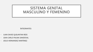 SISTEMA GENITAL
MASCULINO Y FEMENINO
INTEGRANTES:
• JUAN DAVID QUILANTAN RIOS
• JEAN CARLO PALMA SANDOVAL
• JESUS HERNANDEZ MARTINEZ
 