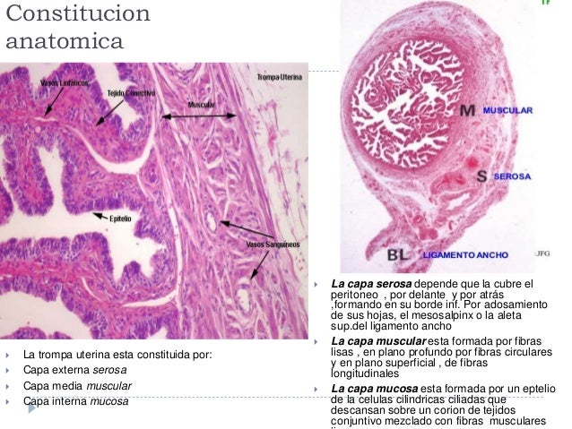 Aparato genital de la mujer