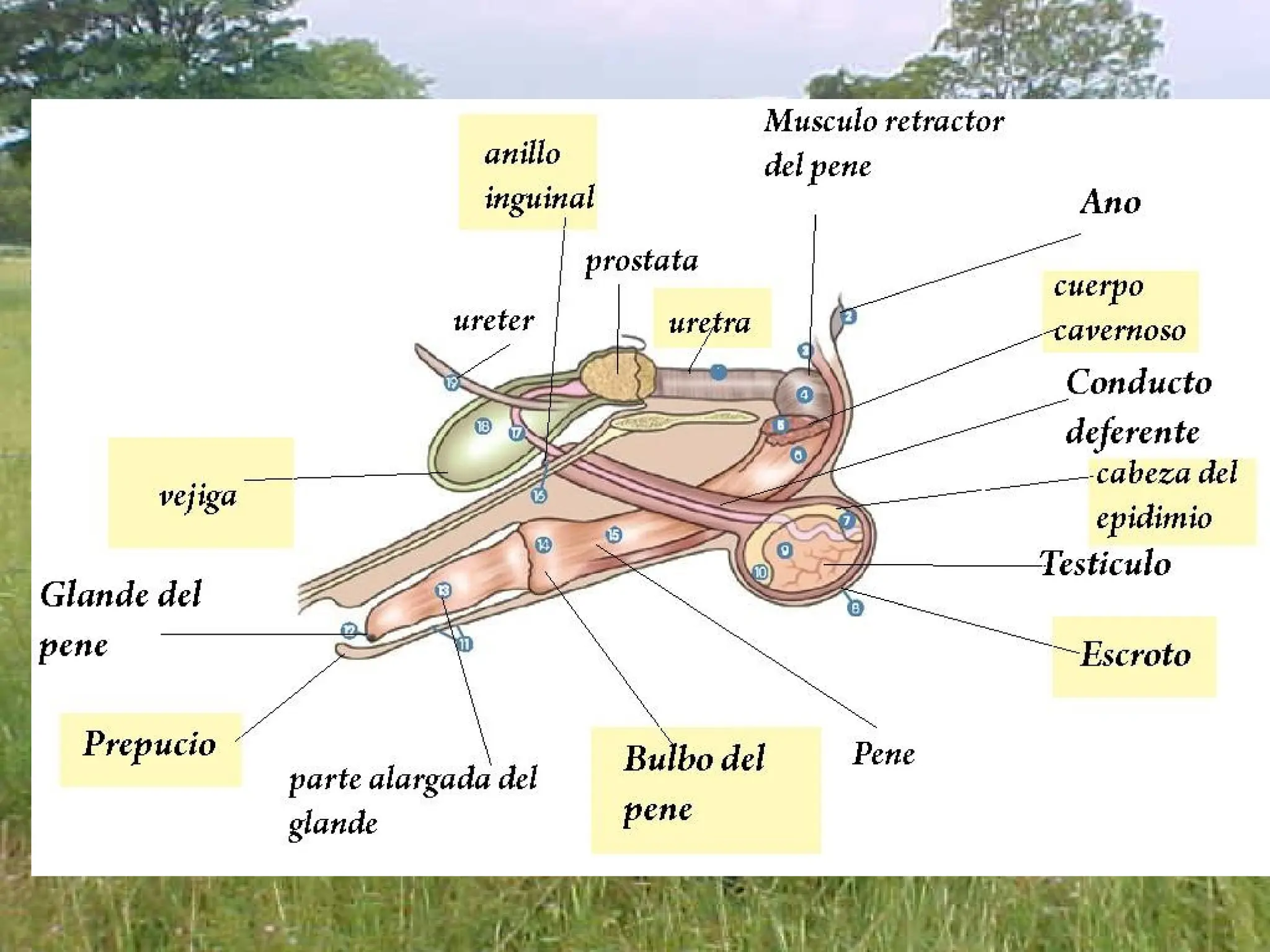 descripción del Aparato genital del macho bovino | PPT