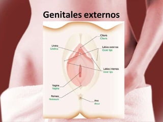 Semiologia aparato genital femenino