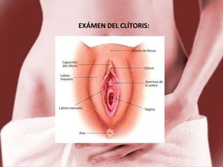 Semiologia aparato genital femenino