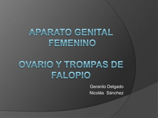 Aparato Genital FemeninoOvario y Trompas de Falopio  Gerardo Delgado  Nicolás  Sánchez 