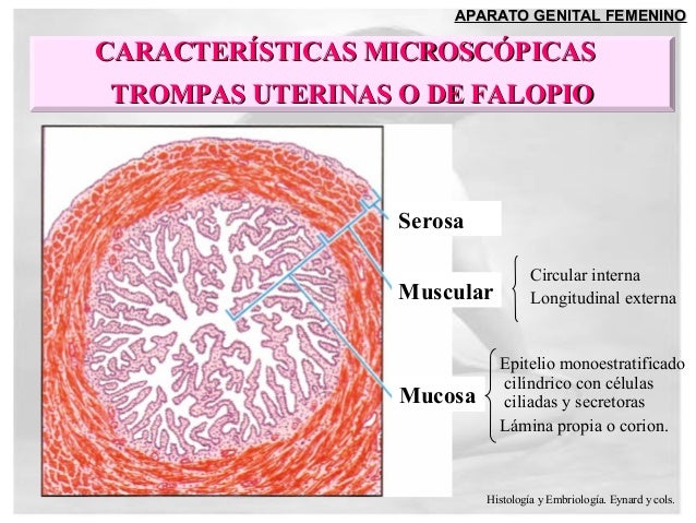 Capa Serosa De La Trompa Uterina